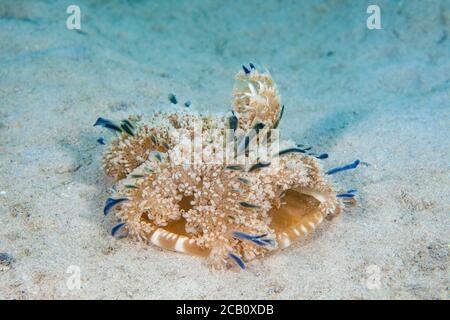 Imitant son proche parent des anémones de mer, ce méduse à flanc de mangrove, Cassiopea xamachana, est souvent vu se reposer, clocher, tentac Banque D'Images