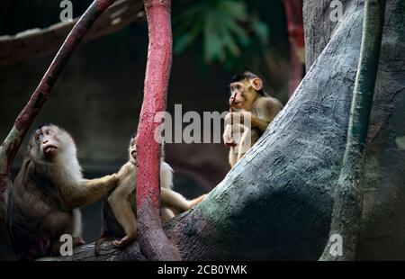 Un groupe de jeunes macaques à queue de cochon du Sud Macaca nemestrina, singes du Vieux monde de taille moyenne. Arrière-plan de forêt sombre. Zoo de Prague. La meilleure photo. Banque D'Images