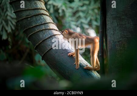 Un groupe de jeunes macaques à queue de cochon du Sud Macaca nemestrina, singes du Vieux monde de taille moyenne. Arrière-plan de forêt sombre. Zoo de Prague. La meilleure photo. Banque D'Images