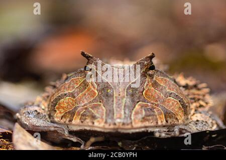 La grenouille à cornes du Surinam (Ceratophrys cornuta), également connue sous le nom de grenouille à cornes amazonienne, est une grenouille volumineuse mesurant jusqu'à 20 centimètres (7.9 po) trouvée en t Banque D'Images