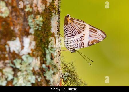 La beauté du dirce, la mosaïque ou la mosaïque zébrée (Colobura dirce), est un papillon de la famille des Nymphalidae. Icononzo, Tolima, Colombie Banque D'Images