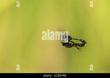 Couple de boversons, également appelés mouches à fleurs ou mouches syrphides, se accouplant en vol près d'un champ de riz. Ibague, Tolima, Colombie. Banque D'Images