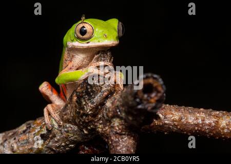 La grenouille à pattes orange ou la grenouille à pattes tigrées (Pitheccopus hypochondrialis) de la famille des Phyllomedusidae en Amérique du Sud. Banque D'Images