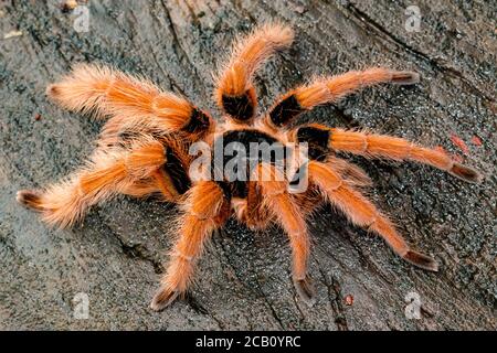 Tarantula géant colombien ou rezleg géant colombien (Megaphobema robustum), Colombie Banque D'Images