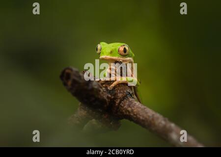 La grenouille à pattes orange ou la grenouille à pattes tigrées (Pitheccopus hypochondrialis) de la famille des Phyllomedusidae en Amérique du Sud. Banque D'Images