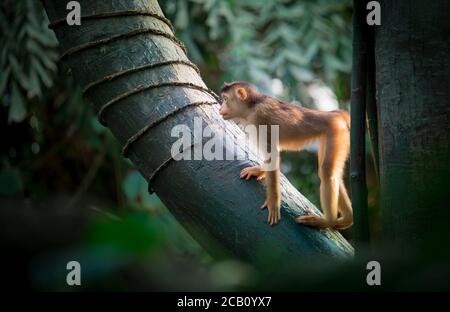 Un groupe de jeunes macaques à queue de cochon du Sud Macaca nemestrina, singes du Vieux monde de taille moyenne. Arrière-plan de forêt sombre. Zoo de Prague. La meilleure photo. Banque D'Images
