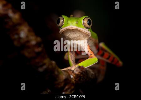 La grenouille à pattes orange ou la grenouille à pattes tigrées (Pitheccopus hypochondrialis) de la famille des Phyllomedusidae en Amérique du Sud. Banque D'Images