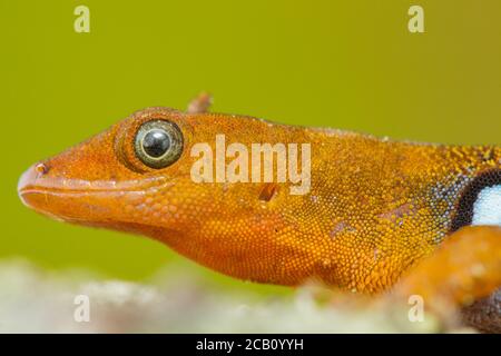 Gonatodes est un genre de geckos nains du Nouveau monde de la famille des Sphaerodactylidae, Colombie Banque D'Images