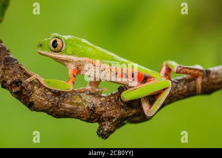 La grenouille à pattes orange ou la grenouille à pattes tigrées (Pitheccopus hypochondrialis) de la famille des Phyllomedusidae en Amérique du Sud. Banque D'Images