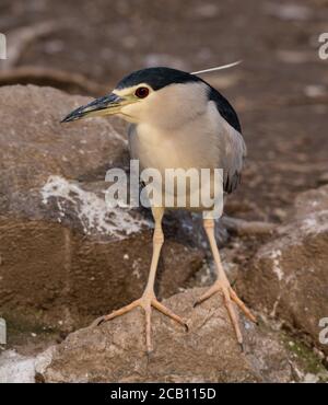 Heron debout sur un rocher à la recherche de quelque chose à loquet Banque D'Images