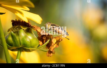 Macro-photographie d'abeille et de mouche Banque D'Images
