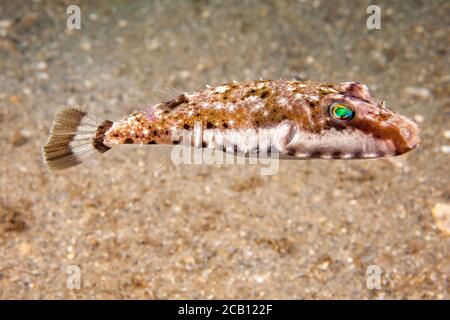 Le puffer de bandtail, Sphoerooides spengleri, peut atteindre un pied de longueur, mais sont plus souvent trouvés dans la gamme de 5-7 pouces, Floride, USA. Banque D'Images