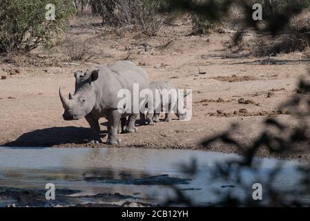 Rhino mère et veau debout à côté d'un trou d'eau et la vache prenant une pause de boire avec le bébé rhinocéros debout derrière la mère Banque D'Images