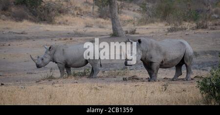 Deux rhinocéros blancs debout dans la savane ouverte avec certains grand arbre en arrière-plan Banque D'Images