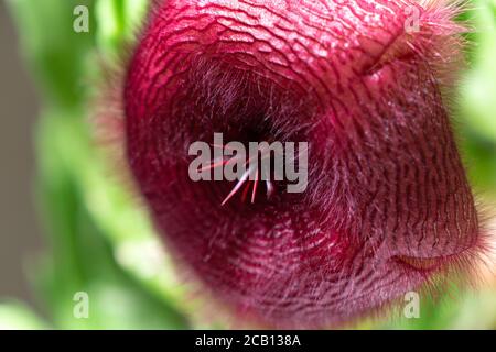 Fleur de Stapelia nobilis, gros plan Banque D'Images