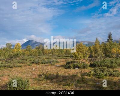 Vue sur les montagnes dans le parc national de Sarek, en Suède avec forêt de bouleau et d'épinette. Couleurs du début de l'automne, ciel bleu nuages blancs. Banque D'Images