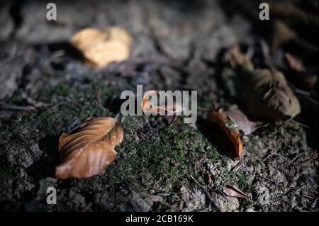 10 août 2020, Bade-Wurtemberg, Weil im Schönbuch: Des feuilles séchées reposent sur un fond de forêt avec des fissures qui le traversent. La forêt souffre de la sécheresse persistante. Photo: Sebastian Gollnow/dpa Banque D'Images