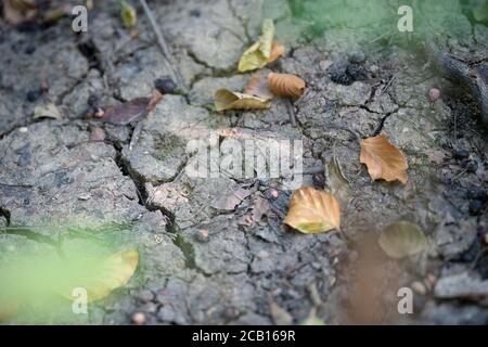 10 août 2020, Bade-Wurtemberg, Weil im Schönbuch: Des feuilles séchées reposent sur un fond de forêt avec des fissures qui le traversent. La forêt souffre de la sécheresse persistante. Photo: Sebastian Gollnow/dpa Banque D'Images