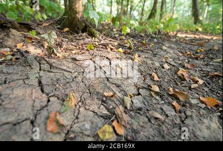 10 août 2020, Bade-Wurtemberg, Weil im Schönbuch: Des feuilles séchées reposent sur un fond de forêt avec des fissures qui le traversent. La forêt souffre de la sécheresse persistante. Photo: Sebastian Gollnow/dpa Banque D'Images