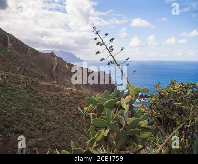 gros plan sur le cactus opuntia avec la falaise de lave bleu mer horizon et ciel avec des nuages blancs nature fond dans anaga montagne ténérife Banque D'Images