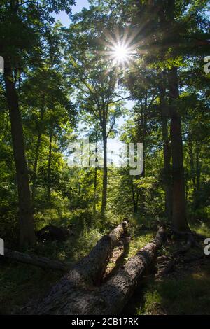 La lumière du soleil brille à travers la voûte arborescente et le feuillage vert est allumé sur le sol et les arbres Banque D'Images