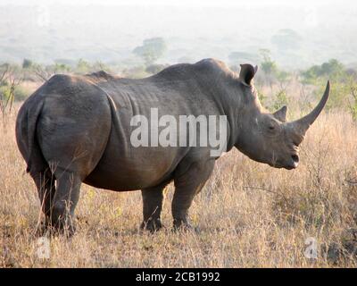 Rhino avec grande longue corne droite debout dans les prairies ouvertes montrant un côté de son corps tout en restant à la verticale Banque D'Images