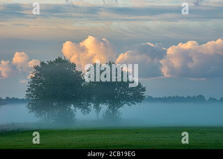 Arbres dans la brume matinale, Thurbruch fenland, Usedom, Mecklembourg-Poméranie occidentale, Allemagne Banque D'Images