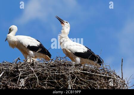 Deux cicontres blancs (Ciconia ciconia), jeunes oiseaux sur le nid, Schleswig-Holstein, Allemagne Banque D'Images