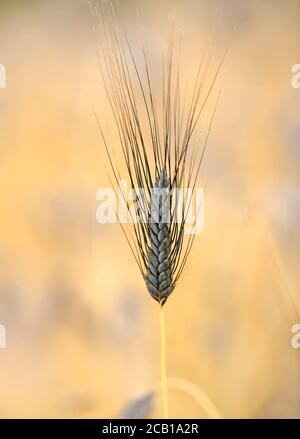 Blé noir EAR Emmer blé (Triticum dicoccum), également , une des plus anciennes espèces de blé cultivé, épis dans le champ de blé, Bade-Wurtemberg Banque D'Images