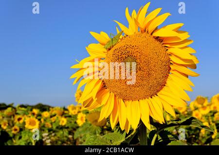Sunflowerfeld, Grand cricket vert du Bush (Tetigonia viridissima) assis sur un (Helianthus annuus), Rhénanie-du-Nord-Westphalie, Allemagne Banque D'Images