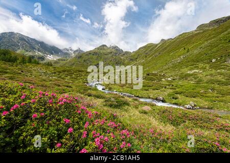 Debantbach avec alpenrose à feuilles de Rusty (Rhododendron ferrugineum), Debanttal, Parc national Hohe Tauern, Tyrol de l'est, Tyrol, Autriche Banque D'Images