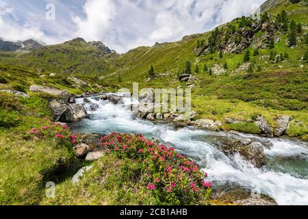 Debantbach avec alpenrose à feuilles de Rusty (Rhododendron ferrugineum), Debanttal, Parc national Hohe Tauern, Tyrol de l'est, Tyrol, Autriche Banque D'Images