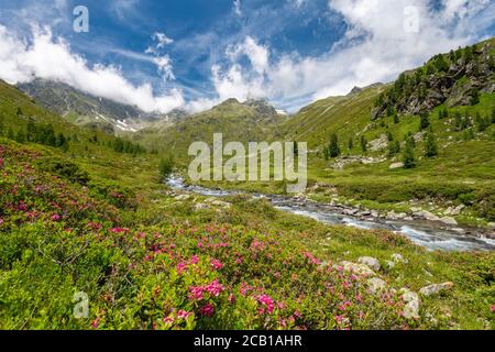 Debantbach avec alpenrose à feuilles de Rusty (Rhododendron ferrugineum), Debanttal, Parc national Hohe Tauern, Tyrol de l'est, Tyrol, Autriche Banque D'Images