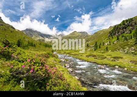 Debantbach avec alpenrose à feuilles de Rusty (Rhododendron ferrugineum), Debanttal, Parc national Hohe Tauern, Tyrol de l'est, Tyrol, Autriche Banque D'Images