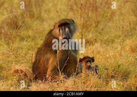 Chacma babouin (Papio ursinus), mère et jeune animal assis dans l'herbe, parc national de Chobe, Botswana Banque D'Images