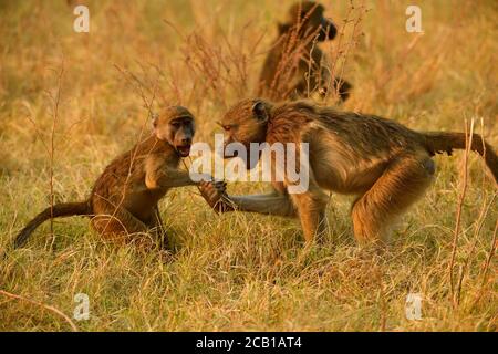 Les babouins de Chacma (Papio ursinus), deux jeunes animaux jouent ensemble dans l'herbe, parc national de Chobe, Botswana Banque D'Images