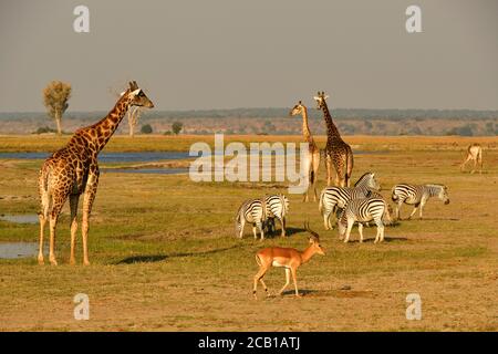 Faune africaine, girafes (Giraffa camelopardalis angolensis), Zèbres de Burchell (Equus burchelli) et antilope d'impala (Aepyceros melampus) sur le Banque D'Images
