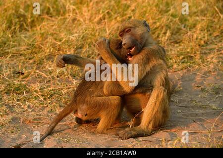 Deux babouins de Chacma (Papio ursinus), deux jeunes animaux jouent ensemble, parc national de Chobe, Botswana Banque D'Images