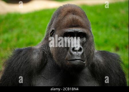 Gorille de plaine occidentale (Gorilla gorilla gorilla), homme adulte, portrait, captif Banque D'Images