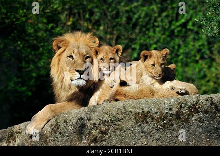 Lion (Panthera leo), mâle, repose sur la roche avec deux jeunes, captifs Banque D'Images