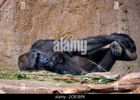 Gorille des basses terres de l'Ouest (Gorilla gorilla gorilla), mère de câlins avec jeune, captive Banque D'Images