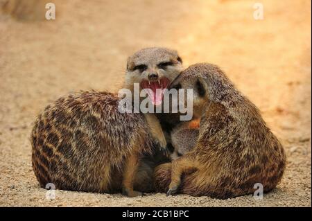 Meerkat (Suricata suricata), trois animaux adultes sont assis près les uns des autres, à bouche ouverte, en captivité Banque D'Images
