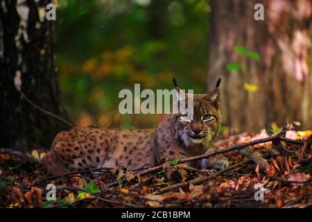 Lynx (Lynx lynx), se trouve sur le fond de la forêt et regarde dans la caméra, captive Banque D'Images