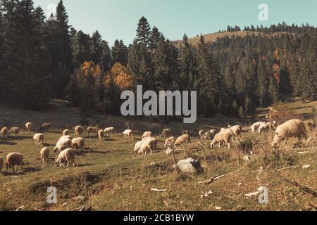 Troupeau de moutons de pâturage à la colline de Boge de Rogove. Kosovo Banque D'Images