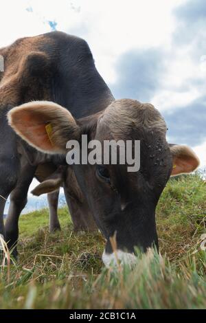 gros plan sur le pâturage des jeunes taureaux dans les prairies Banque D'Images
