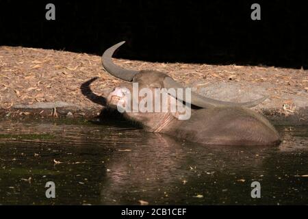 Un buffle d'eau albino (Bubalus bubalis) qui se laisse dans l'eau, Marrakech, territoire du Nord, territoire du Nord, Australie Banque D'Images