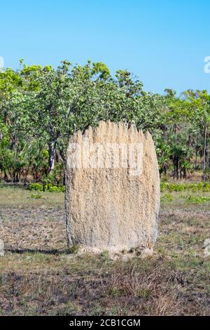 Un seul termite magnétique dans le parc national de Litchfield, près de Darwin, territoire du Nord, territoire du Nord, Australie Banque D'Images