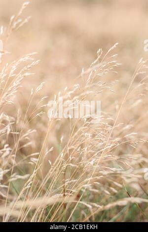 Herbes dorées sauvages en été, floues en arrière-plan Banque D'Images