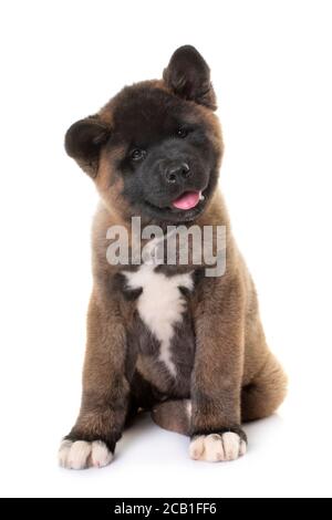 Chiot Akita américain in front of white background Banque D'Images