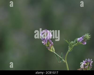 Macro de détail de fleur de plante de luzerne Banque D'Images